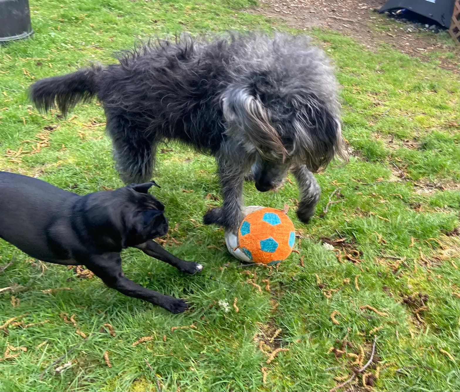 Team of pet care specialists working with a group of happy dogs