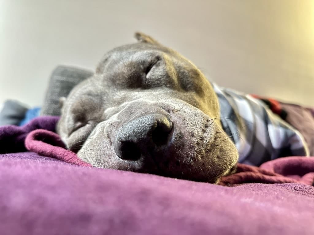 Dog relaxed and comfortable at home during a vacation pet care visit