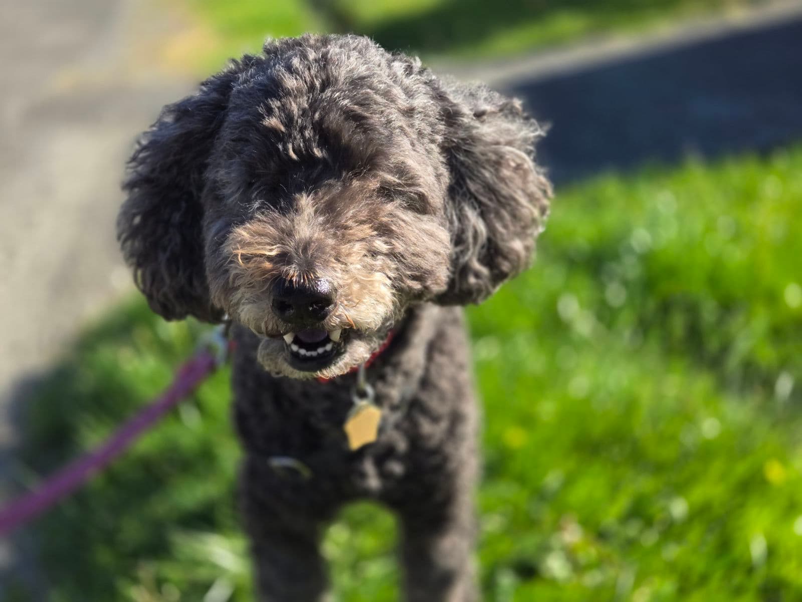Dog receiving attentive care during a home visit