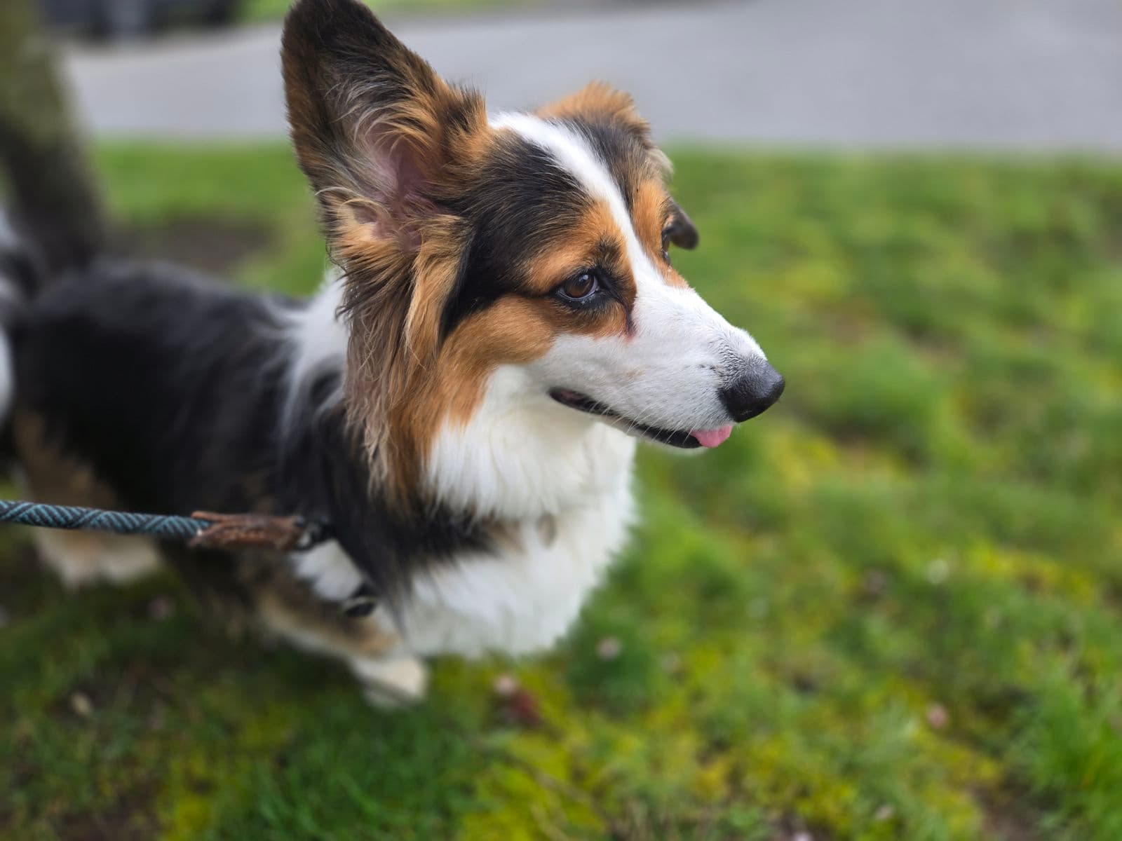 Corgi puppy during a professional care session in Seattle