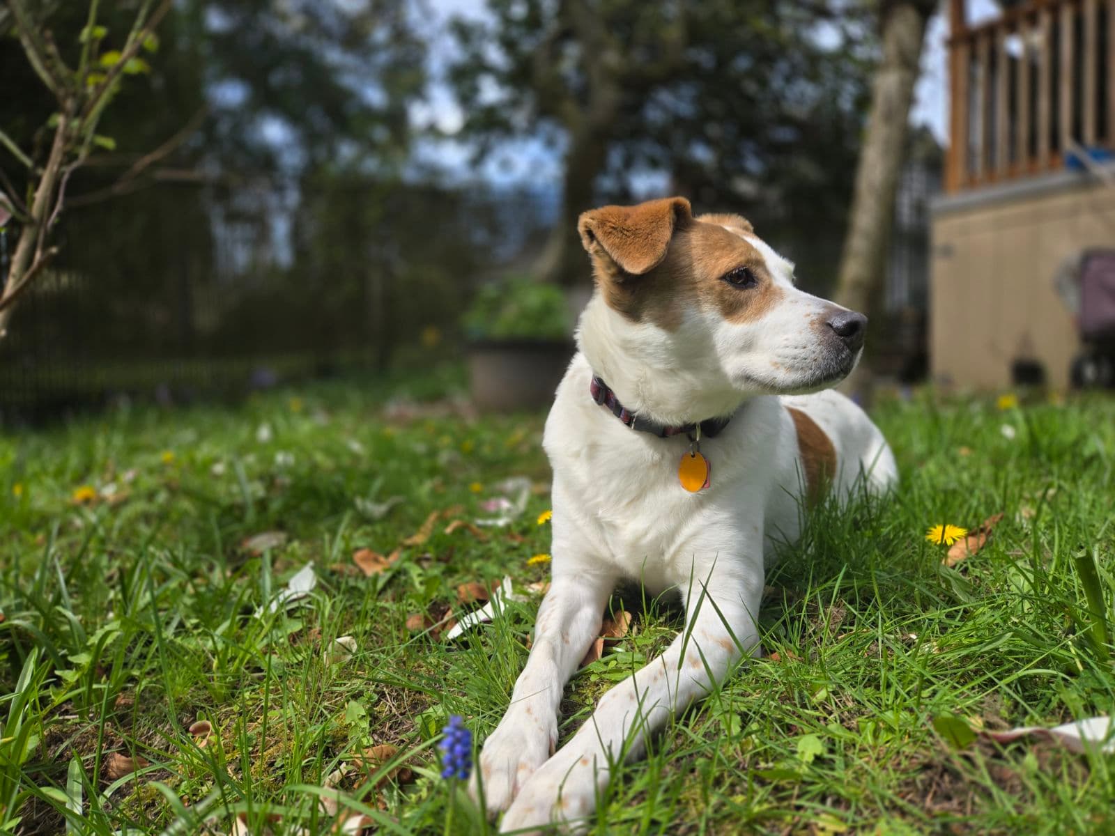 Dog relaxing in a Seattle yard after a structured training session