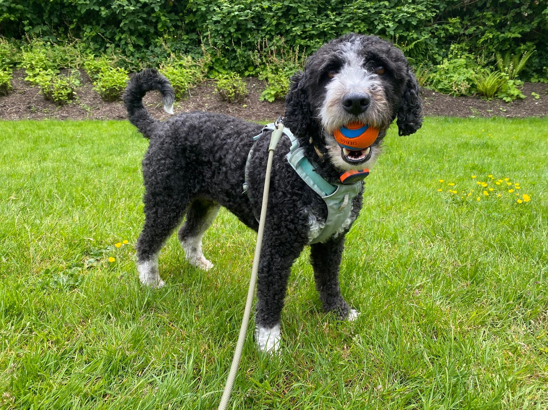 Dog happily playing with a ball during a booked visit with their regular caregiver