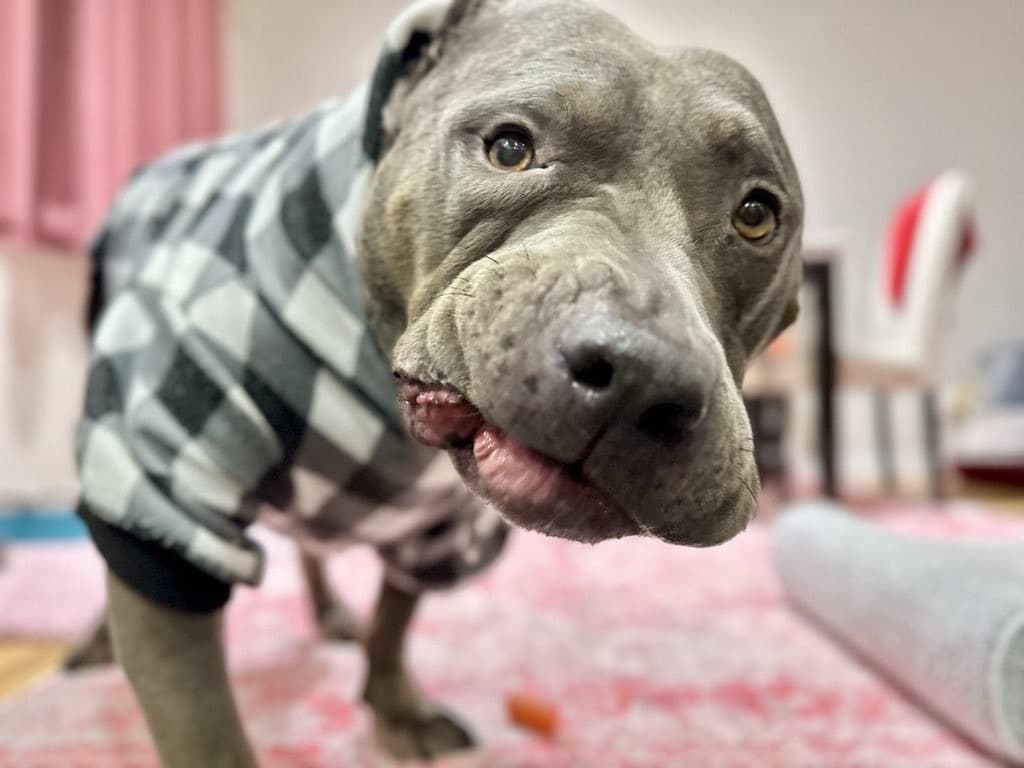 Dog looking curious and alert — the intake process focuses on behavior first