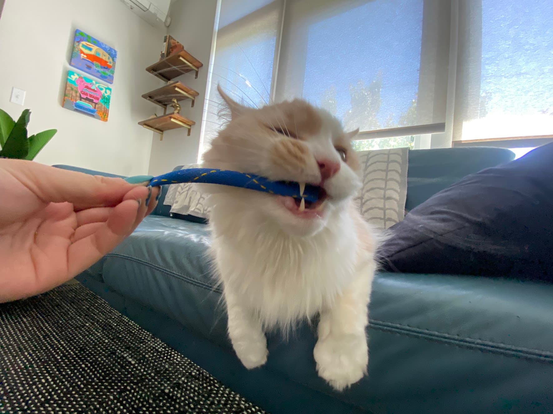 Cat enjoying a stimulating play session during an in-home visit