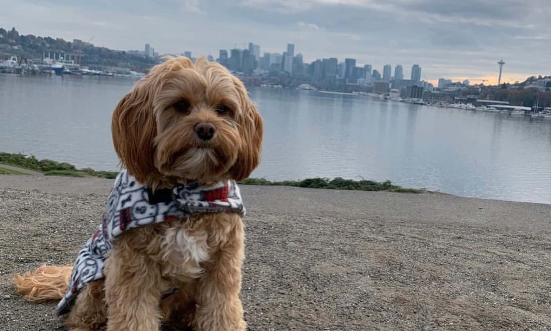 Small brown dog wearing a patterned harness beside the Seattle waterfront
