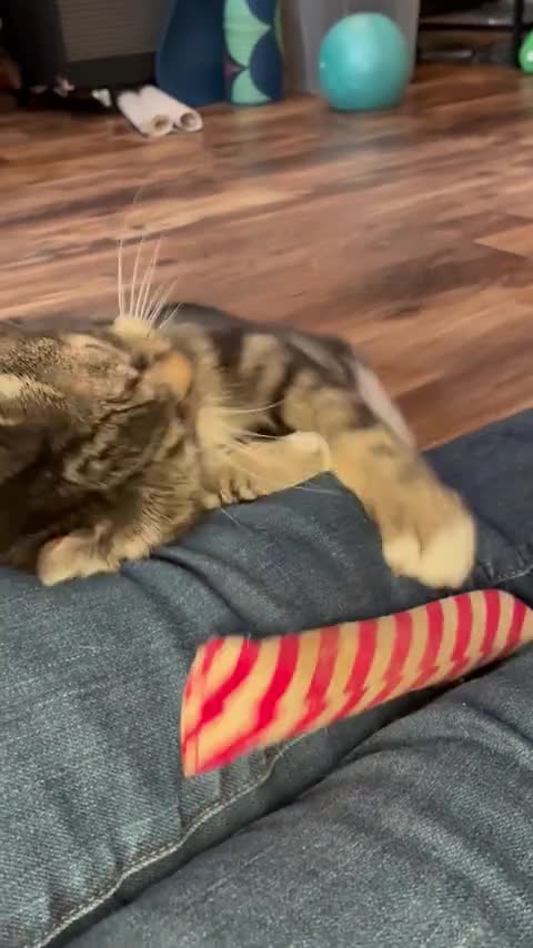 A tabby cat playing with a toy on a person’s lap