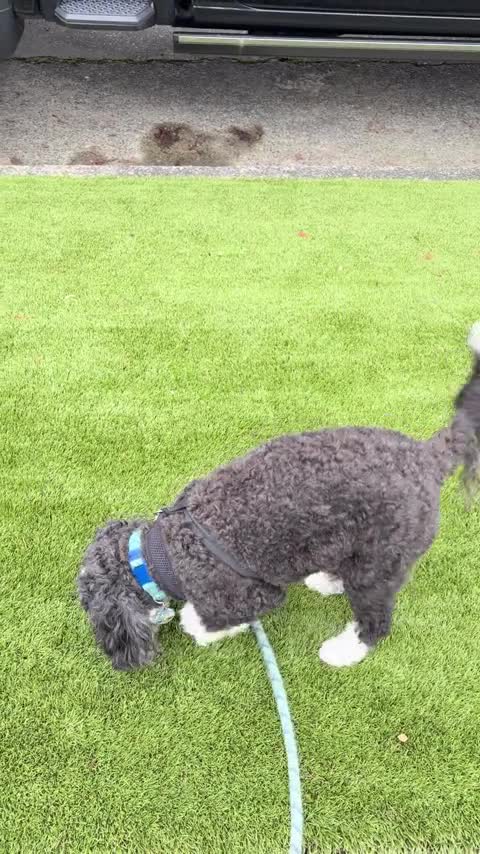 A leashed dog exploring and sniffing outdoors