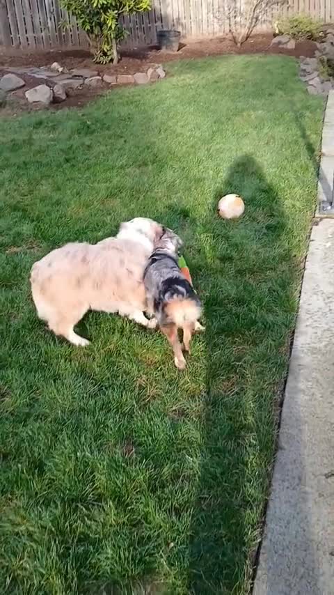 Two dogs playing tug together on the grass