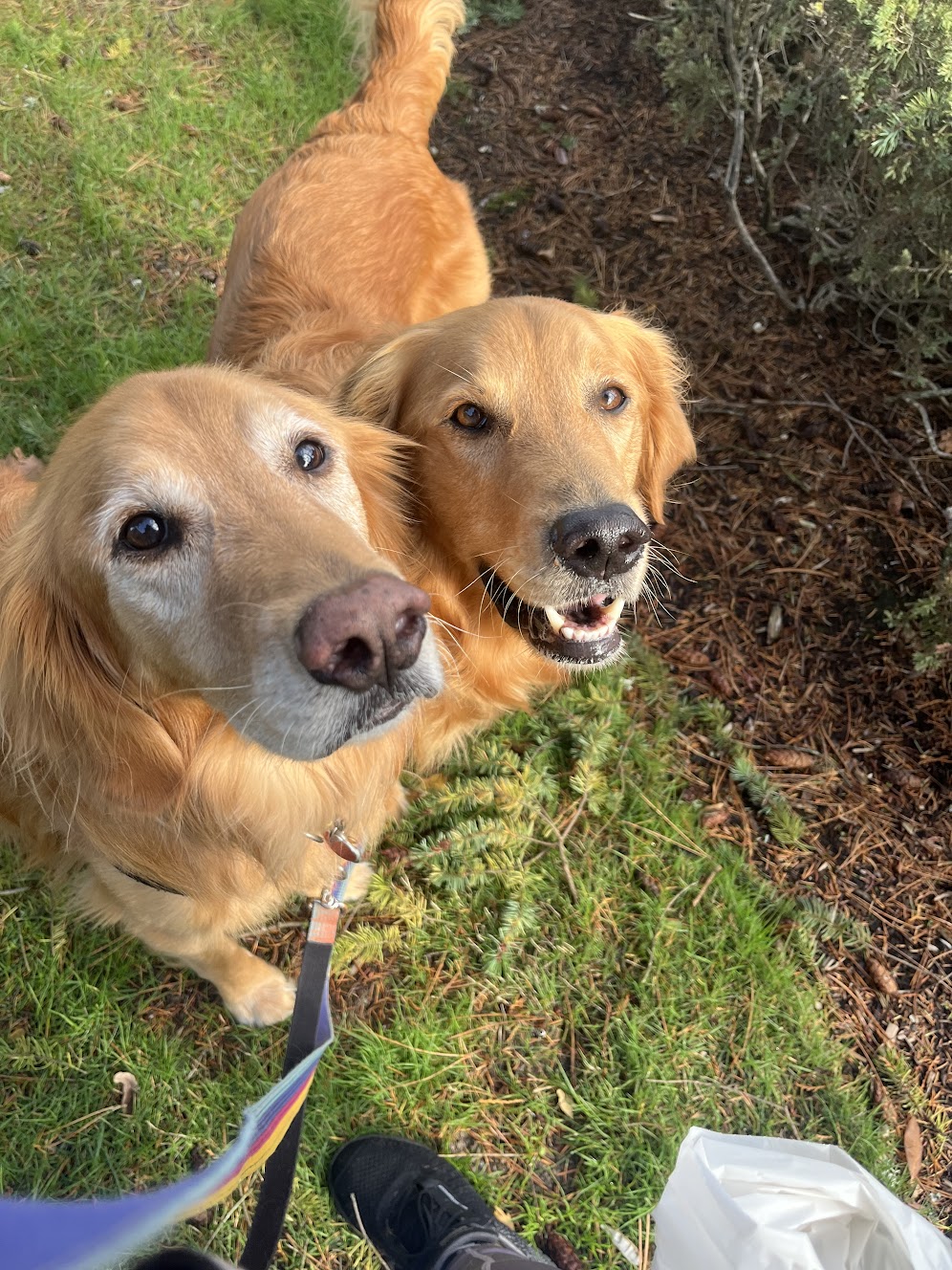 Two happy golden retrievers looking up